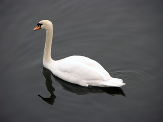 Austrian Swan