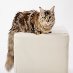 pedigree cat © serav