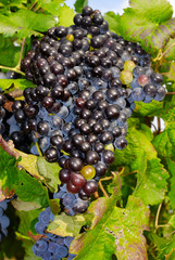 Grapes in a vineyard in Italy