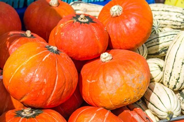 Orange hubbard and delicata squash on display