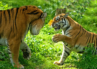 Portrait of Amur Tigers