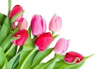 fresh pink  tulips
