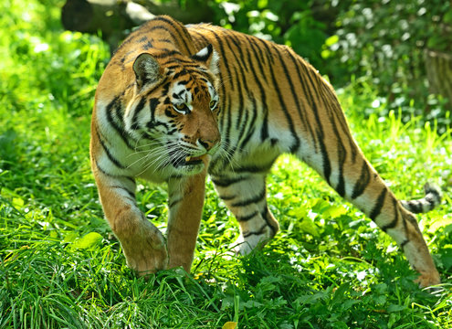 Tigers