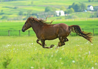 Horse