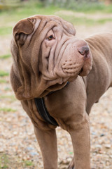 Shar pei puppy