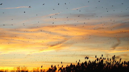 Blackbird Flock
