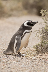 Obraz premium magellanic penguin