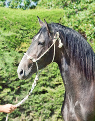 Fototapeta premium portrait of pure-bred Andalusian grey stallion. Spain