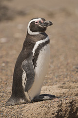 magellanic penguin