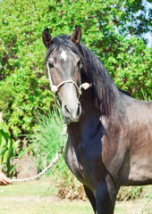 Fototapeta premium portrait of pure-bred Andalusian grey stallion. Spain