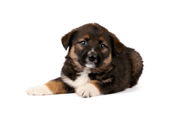 Puppy on a white background