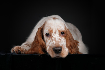 Sad spaniel on a black background