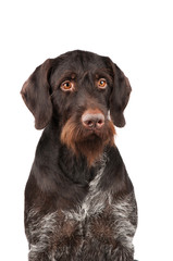 Portrait of a hunting dog on a white background