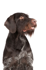 Portrait of a hunting dog on a white background
