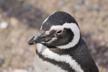 Foto op Plexiglas portrait of a magellanic penguin © Fabio Lotti