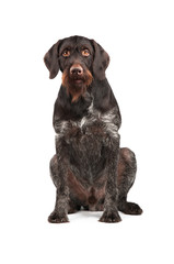 Hunting dog sitting on a white background