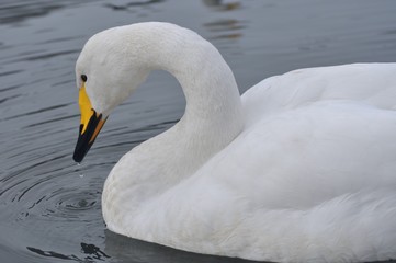 Obraz premium 白鳥