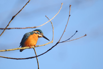 止まり木のカワセミ