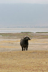 Ngorongoro buffalo