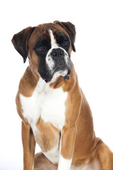 Fototapeta premium Boxer