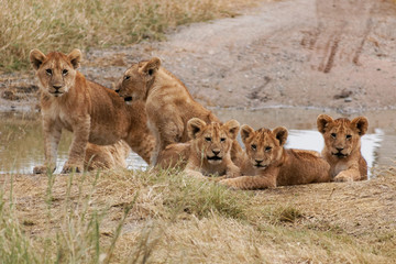 Obraz na płótnie Canvas Serengeti lwy dziecko