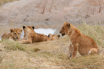 Fototapeta na wymiar Serengeti lwy dziecko