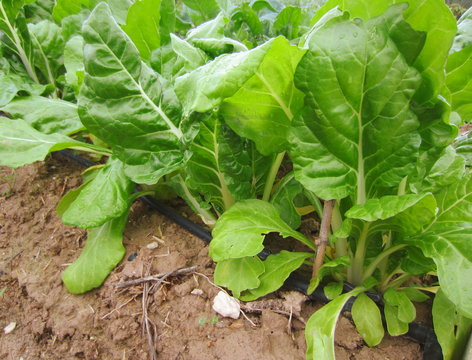 acelgas (Beta vulgaris cicla) y riego por goteo