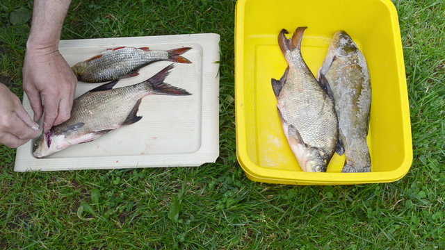 Man hands salting freshly caught bream tench roach fish