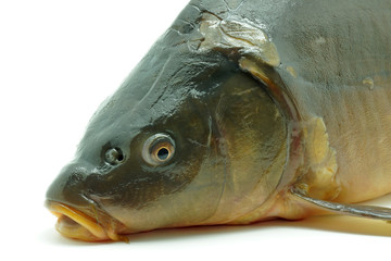 Karp królewski © CUKMEN