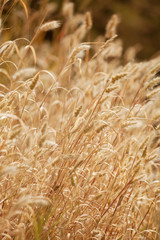 Dry Grass