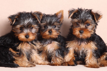 three funny puppy of Yorkshire Terrier