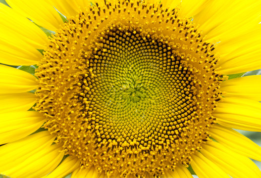 Closeup sun flower
