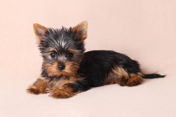 funny puppy of Yorkshire Terrier