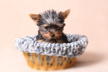 cute little Yorkshire terrier puppy in a basket