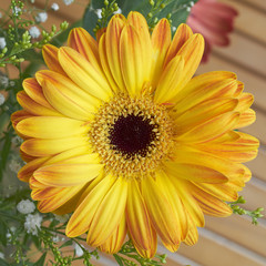 yellow gerber daisy, floral background