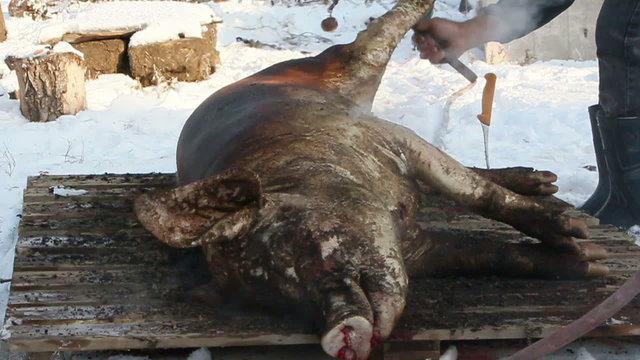 Pig slaughtered in a traditional way, in a small farm ...