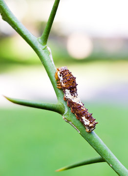Brown Caterpillar