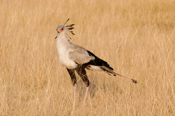 Amboseli secretary bird