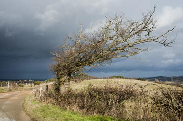 arbre dont les branches poussent à droite