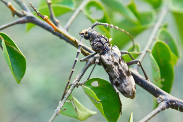 bug