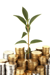 plant growing out of gold and silver  coins