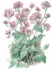 Centranthus ruber - valeriana rossa - obrazy, fototapety, plakaty