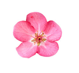 Fototapeta na wymiar Cherry Flower