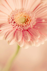 gerbera flower