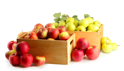 juicy apples with green leaves in wooden crates, isolated