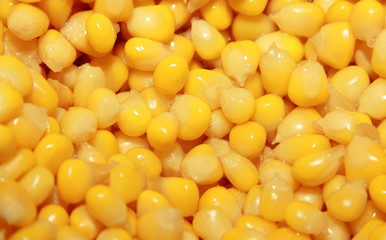 steamed corn seed background