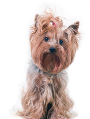 маленький пес