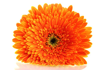 beautiful gerbera flower isolated on white