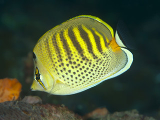Fototapeta premium Spotband butterflyfish