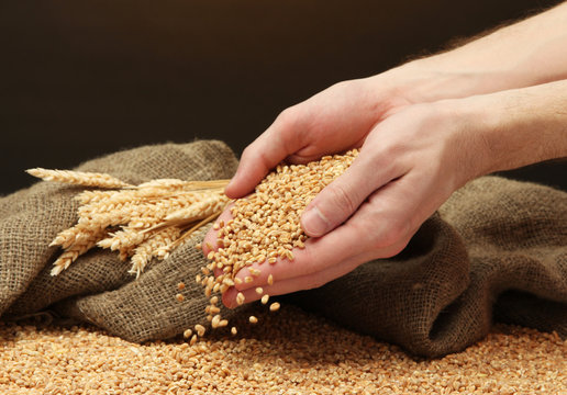 man hands with grain, on brown background